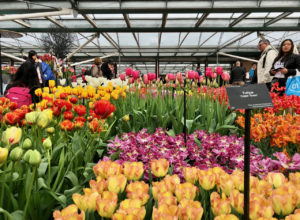 Parterre tulipes Cqpe Town dans serre - Keukenhof Pays-Bas