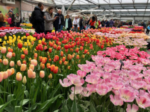 Parterre tulipes multicolores sous serre - Keukenhof Pays-Bas