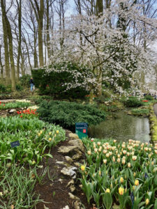 Cerisier en fleur, tulipes, sous bois - Keukenhof Pays-Bas