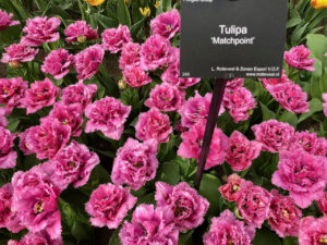 Tulipes Matchpoint - Keukenhof Pays-Bas