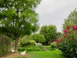Jardin André van Beek Oise - poules et dahlias