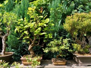 Jardins de Ly Sénarpont Somme - collection de bonsaïs