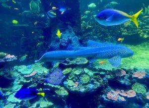 Nausicaa-beaux-poissons