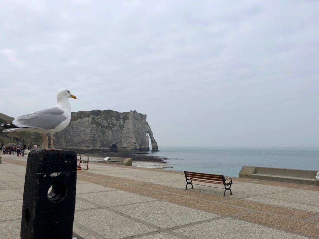 Etretat aiguille creuse et mouette