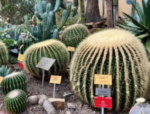 Jardin-botanique-Meise-palais-des-plantes-cactus