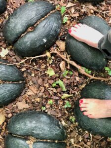 Jardin-botanique-Meise-parcours-surprenez-vos-pieds-noix-coco