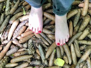 Jardin-botanique-Meise-parcours-surprenez-vos-pieds-pommes-de-pin