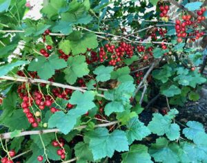 Mon jardin groseillier avec fruits