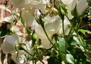 Mon jardin roses blanches