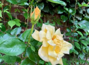 Mon jardin roses jaunes