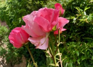 Mon jardin roses roses