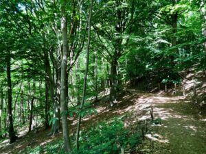 Saint-Jans-Cappel-sentier-des-Jacinthes-sous-bois-chemin