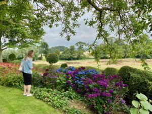Cassel-Jardin-du-Monts-des-Recollets-hortensias-bleus-et-mauves