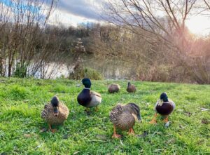 canards