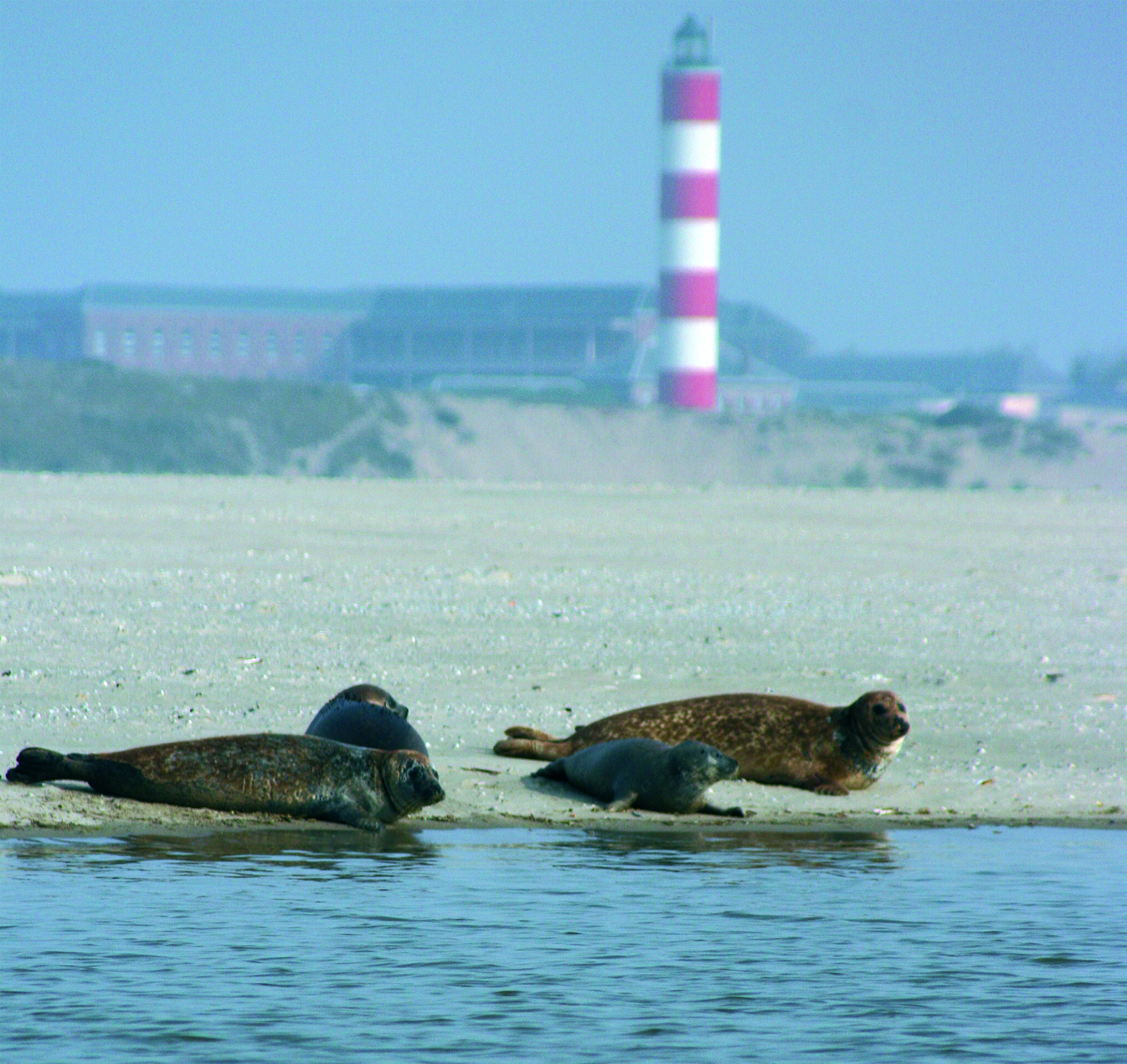 Observer les phoques en baie d’Authie *mode d’emploi* Plus au nord