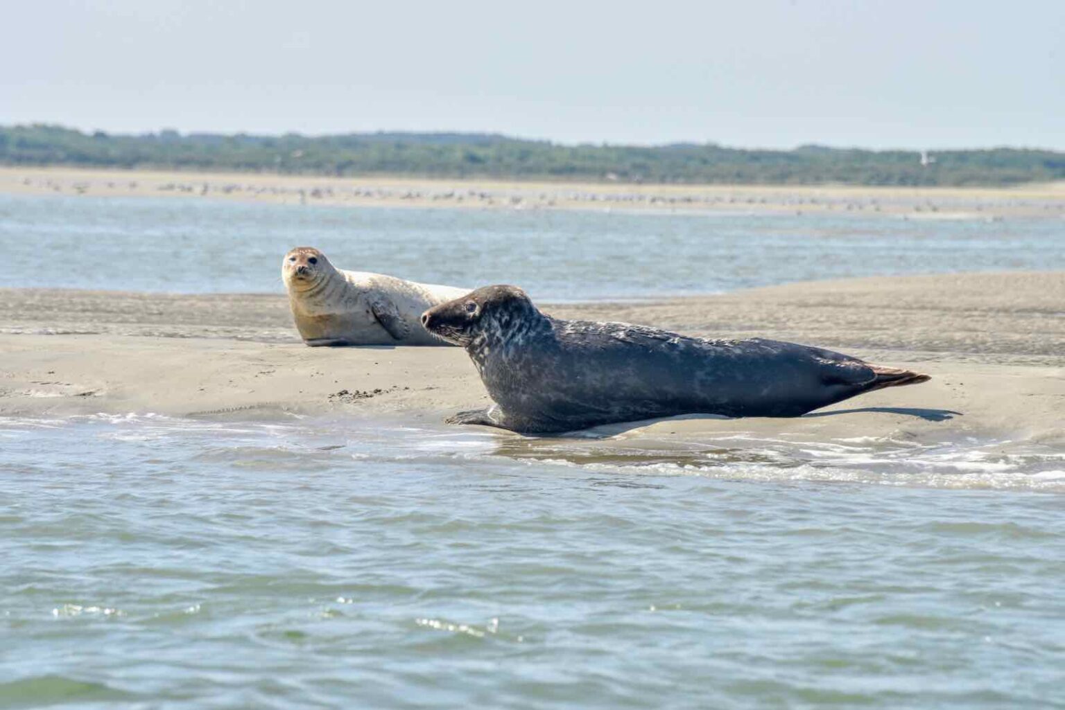 Observer les phoques en baie d’Authie *mode d’emploi* Plus au nord