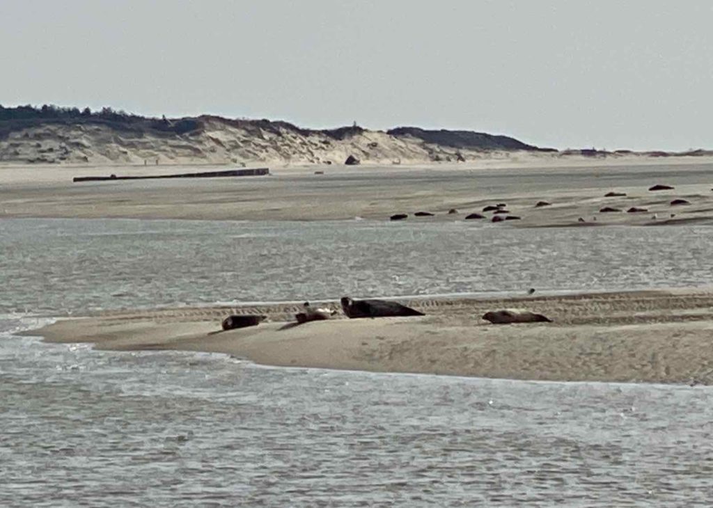 Phoques-baie-d-Authie-repos-sur-bancs-sable