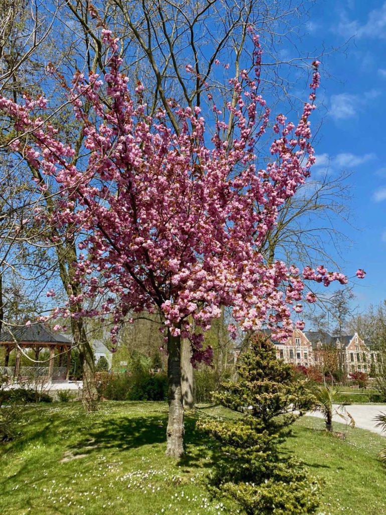 Cerisier-en-fleurs