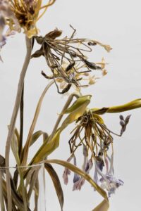 Lilla-Tabasso-Agapanthus-detail