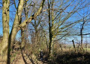 Monts-de-Flandre-bosquet