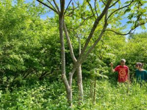 Food-forest-Ketelbroek
