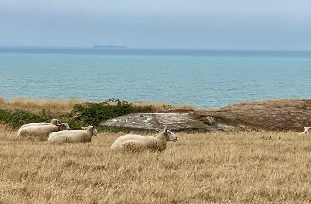 Cote-d-Opale-GR-120-littoral-moutons