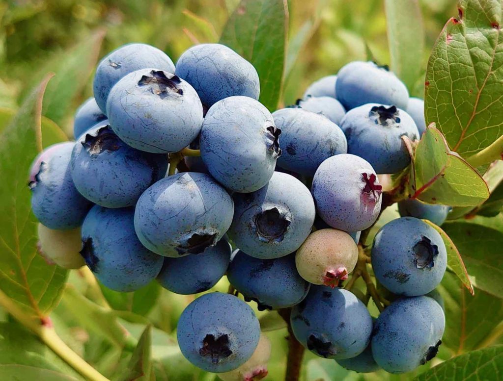 Limbourg-Blueberry-Fields-myrtilles