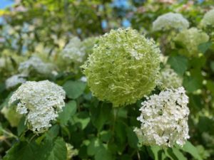 Les-Jardins-de-Sericourt-hortensia-neigeux-blanc