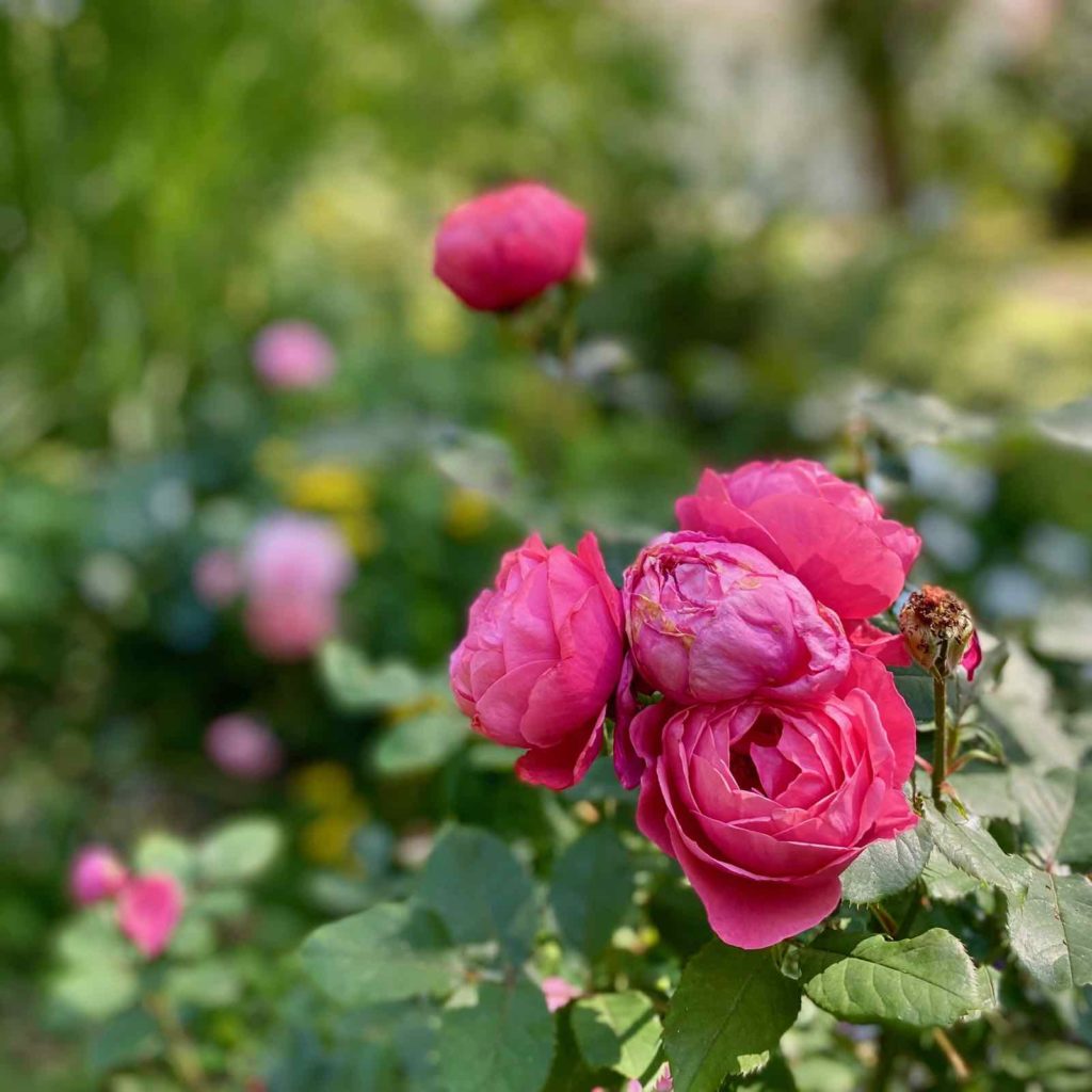 Les-Jardins-de-Sericourt-roses