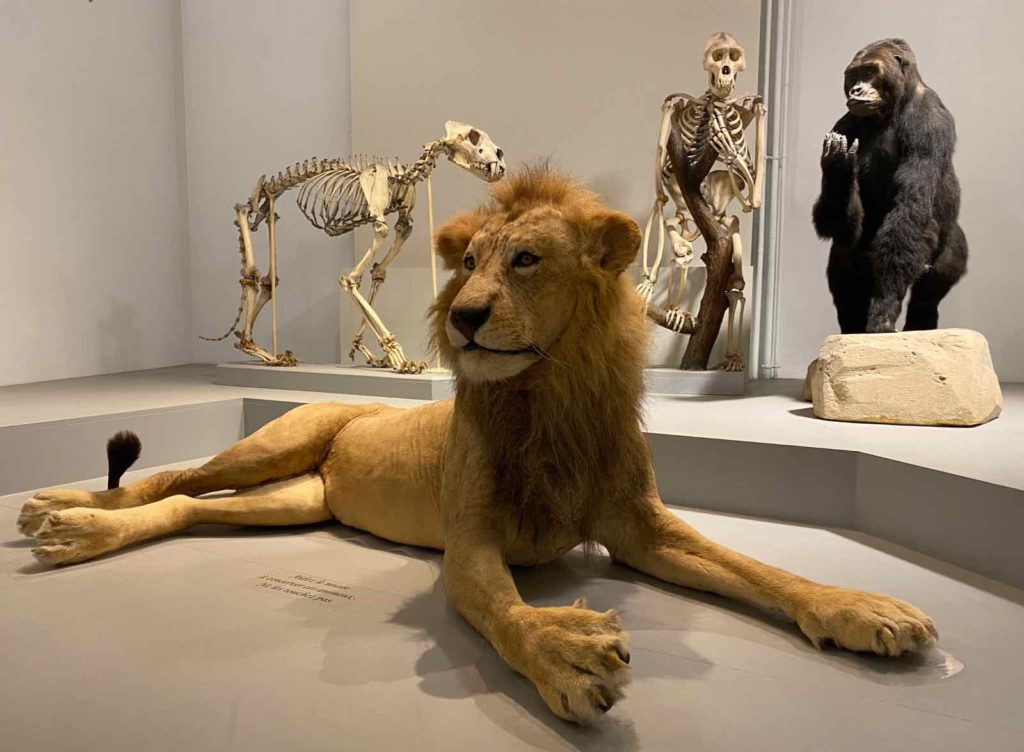 Musee-d-histoire-naturelle-de-Lille-lion-naturalise
