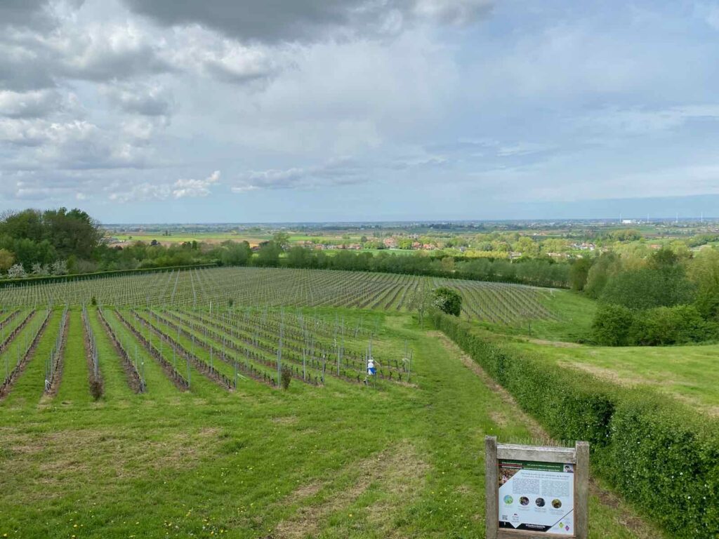 Heuvelland-vin-Domaine-Entre-Deux-Monts-vignes