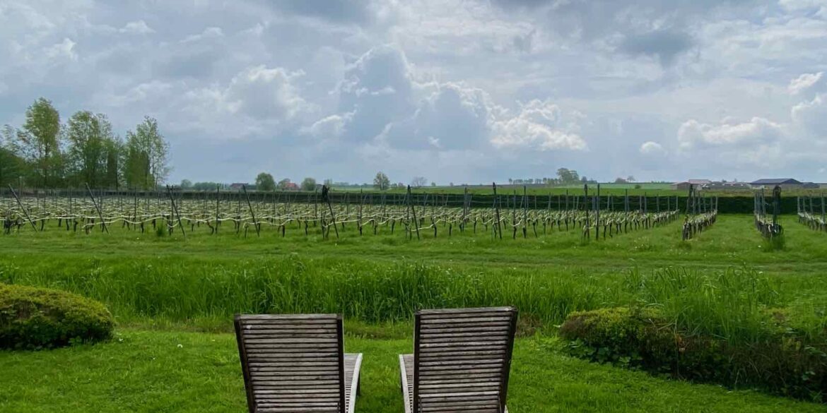 Dans le Heuvelland, en Flandre, du (bon) vin avec vue