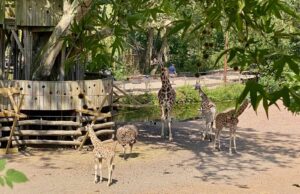 Pairi-Daiza-Terre-des-Origines-girafes