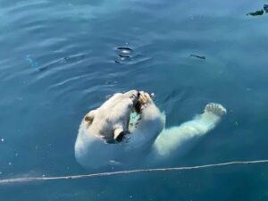 Pairi-Daiza-Terre-du-froid-ours-blanc-avec-poisson