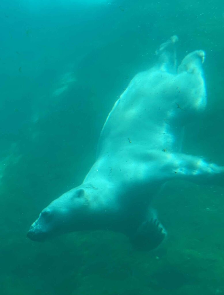 Pairi-Daiza-ours-blanc-nageant