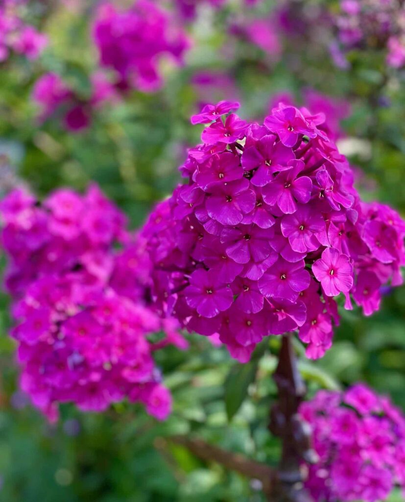 O-Jardin-paisible-Fressin-fleur-couleur-fuchsia
