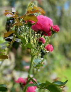 O-Jardin-paisible-Fressin-fleur-rose