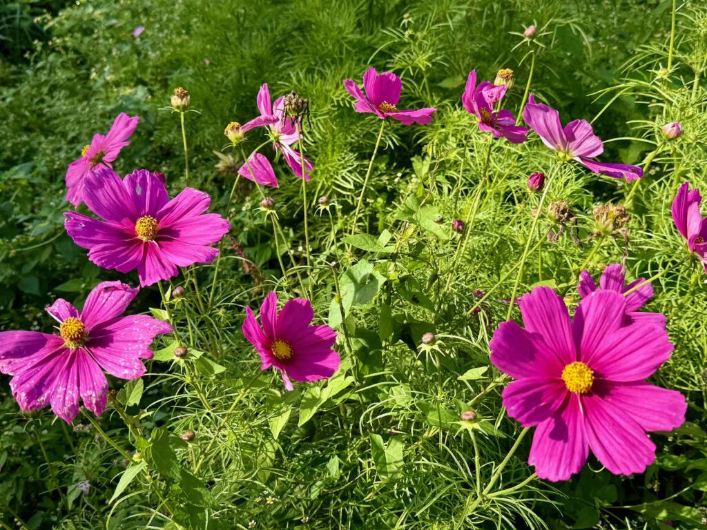 Festival jardins hortillonnages Amiens fleurs roses