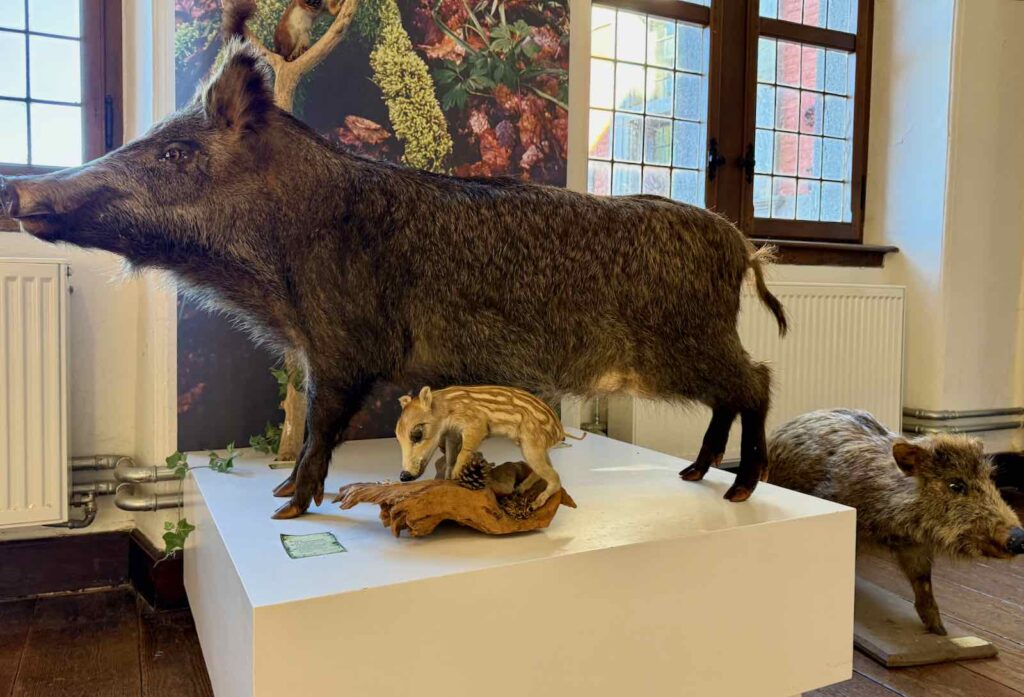 Chateaux-en-Wallonie-Lavaux-Sainte-Anne-sanglier-et-marcassins-naturalises