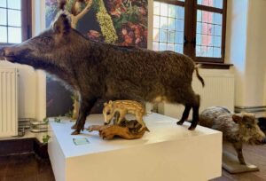 Chateaux-en-Wallonie-Lavaux-Sainte-Anne-sanglier-et-marcassins-naturalises