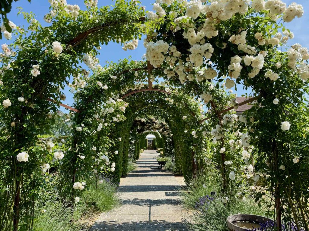 Beauvais-La-Maladrerie-allee-roses