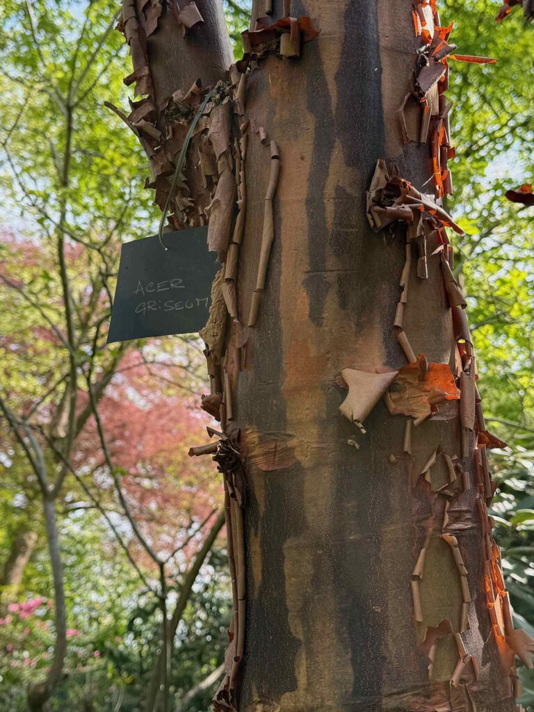 Celles-parc-de-la-Feuillerie-acer-griseum
