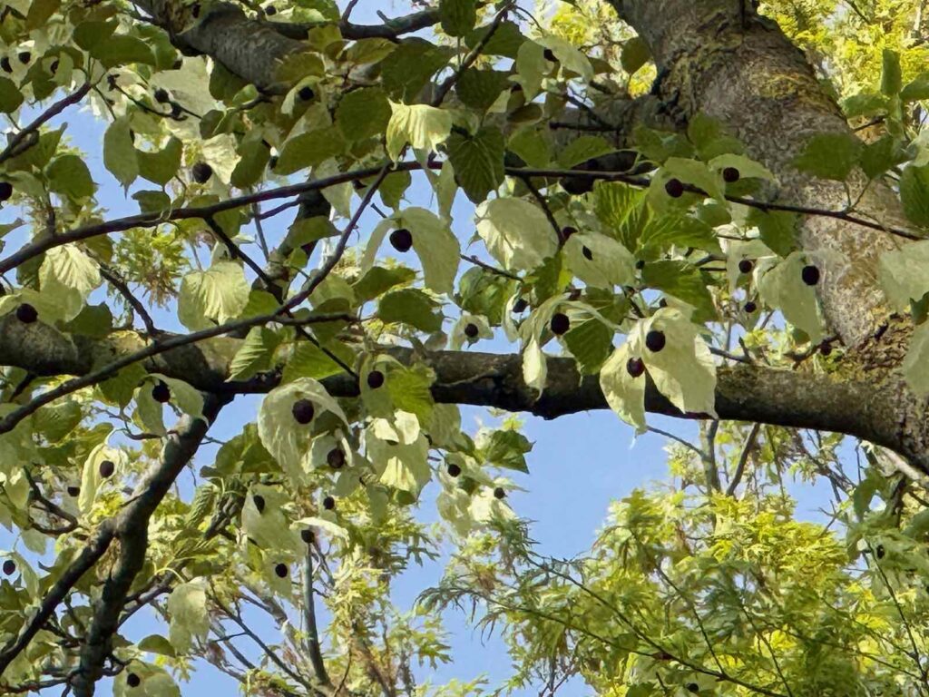 Celles-parc-de-la-Feuillerie-arbre-a-mouchoirs