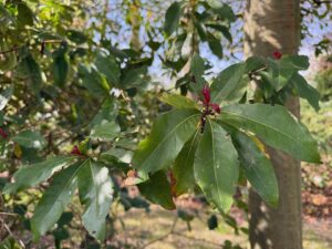 Celles-parc-de-la-Feuillerie-feuilles