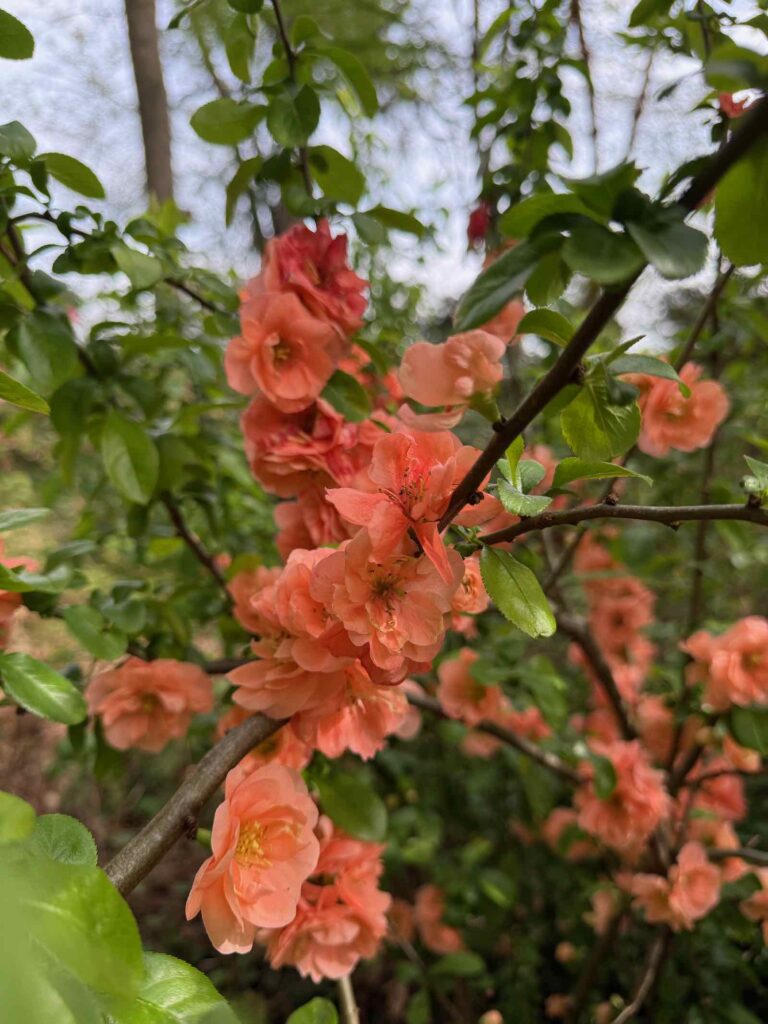 Celles-parc-de-la-Feuillerie-fleurs-oranges