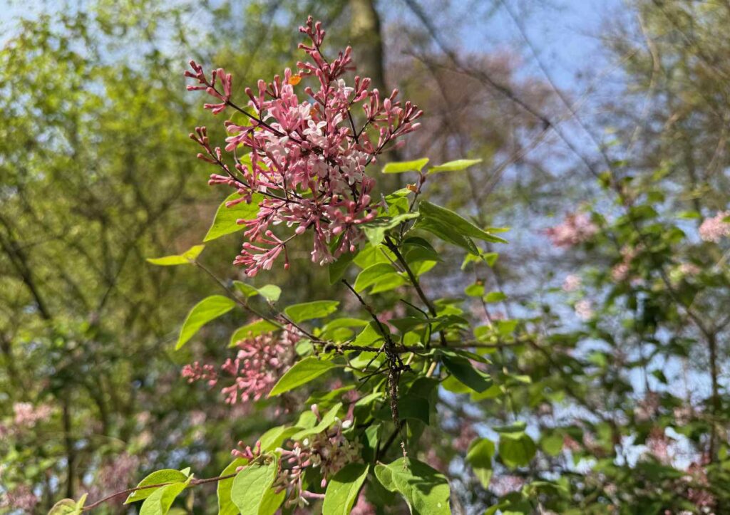 Celles-parc-de-la-Feuillerie-lilas