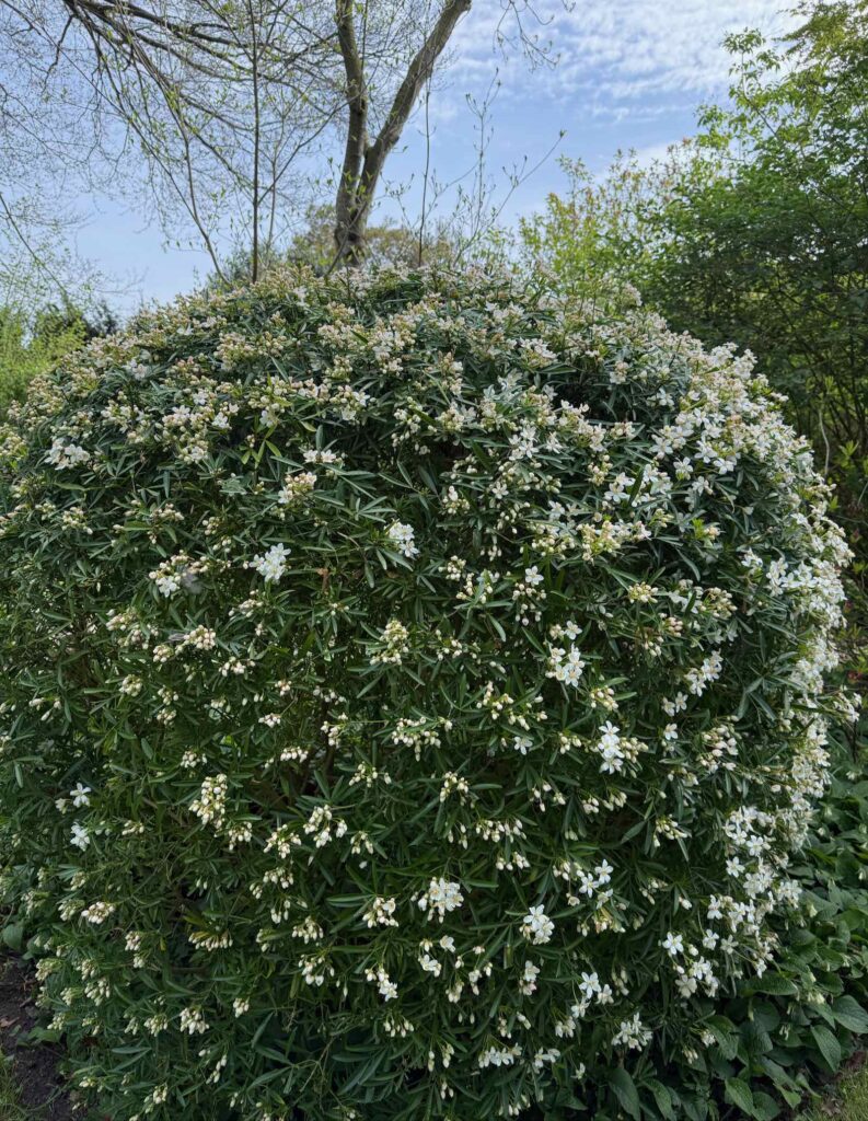 Celles-parc-de-la-Feuillerie-oranger-du-Mexique