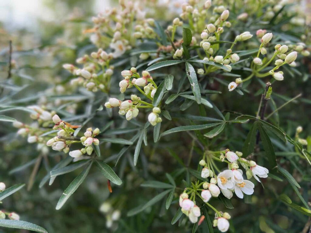 Celles-parc-de-la-Feuillerie-oranger-du-Mexique-detail
