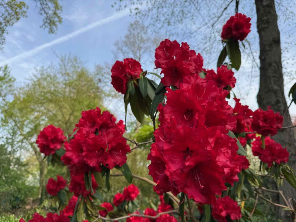 Celles-parc-de-la-Feuillerie-rhododendron-Taurus