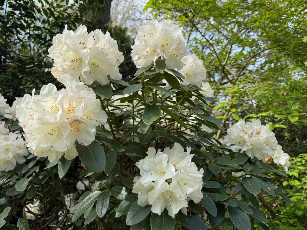 Celles-parc-de-la-Feuillerie-rhododendron-blanc